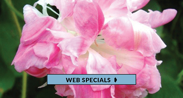Web Specials