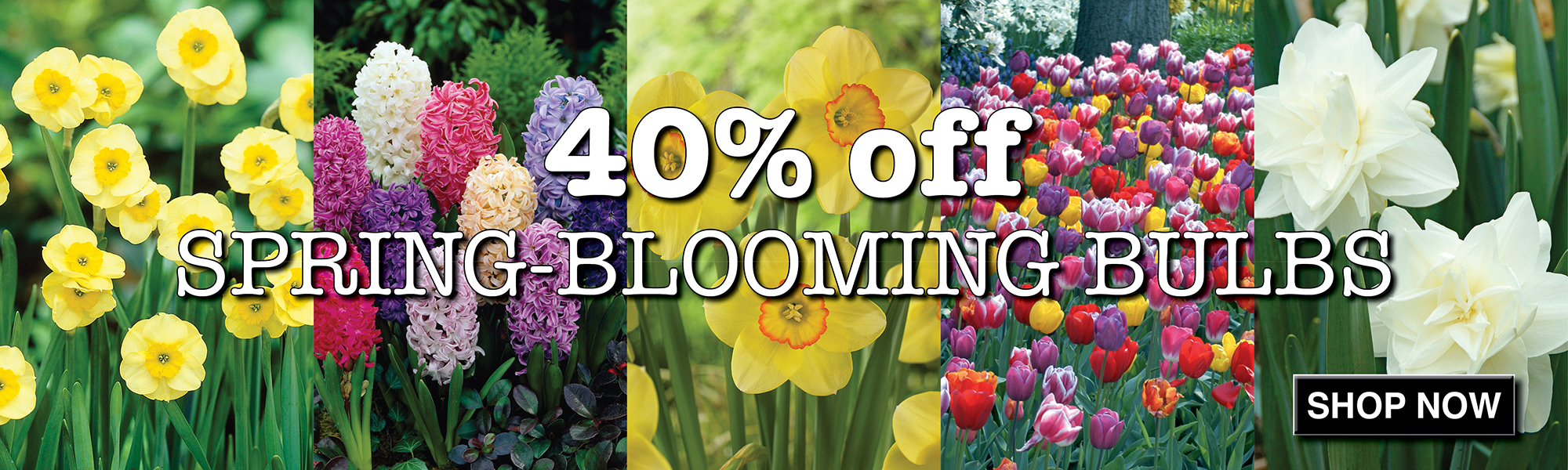 40% Off Spring Blooming Bulbs