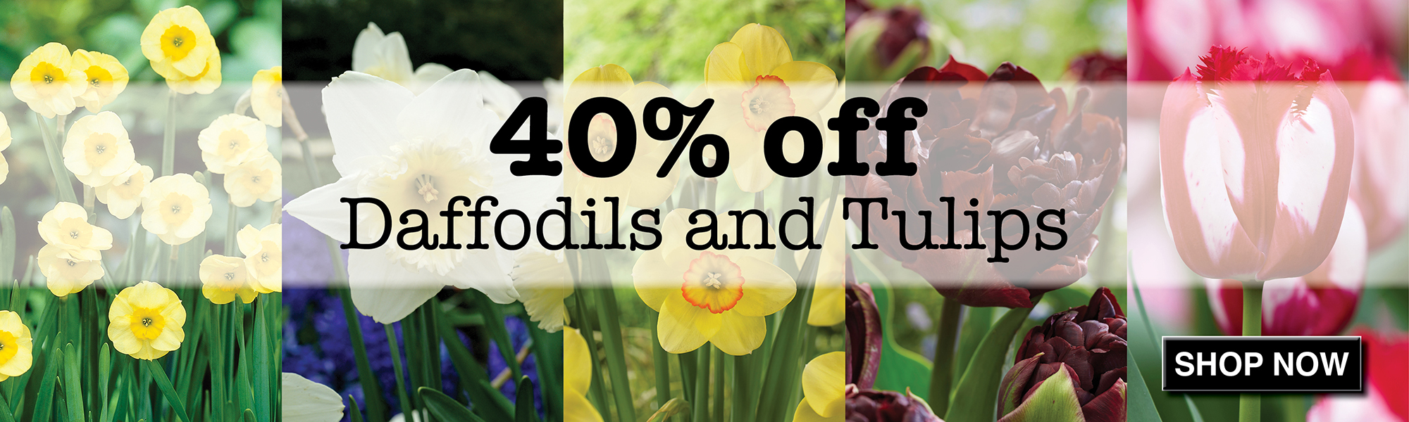 Garden Seed Vegetable Garden Seed Garden Seed Catalog Garden Seed