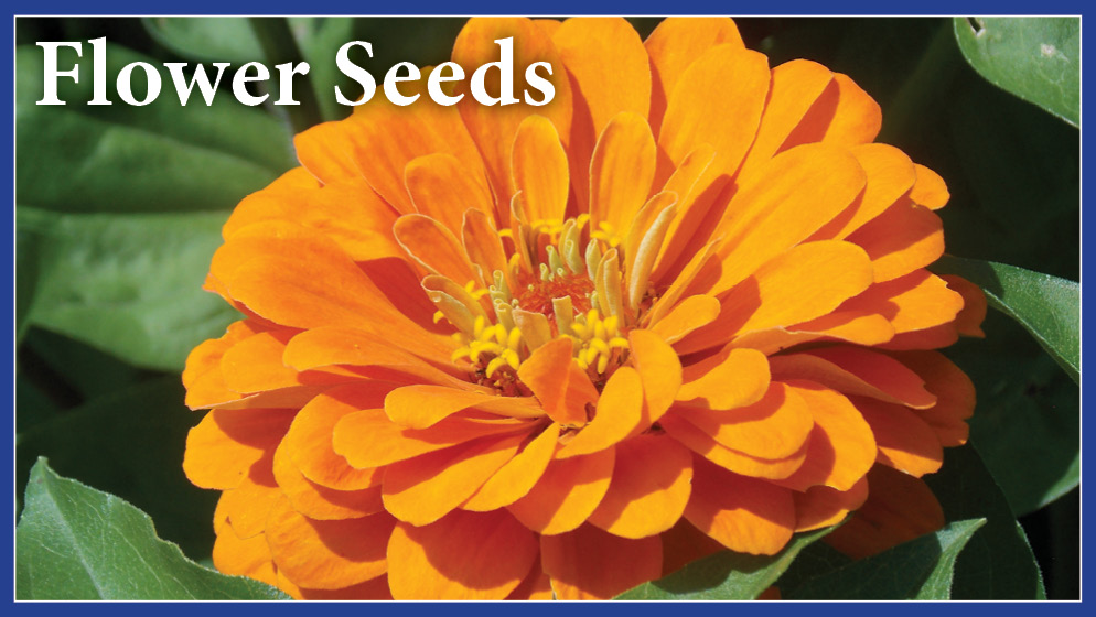 Flower Seeds