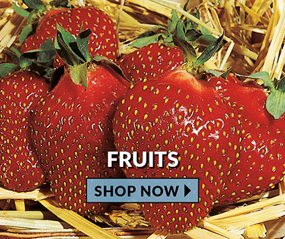 Fruits