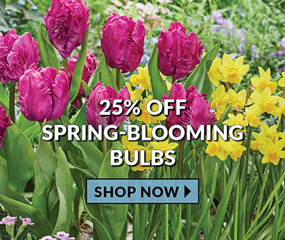 25% Off Spring Blooming Bulbs