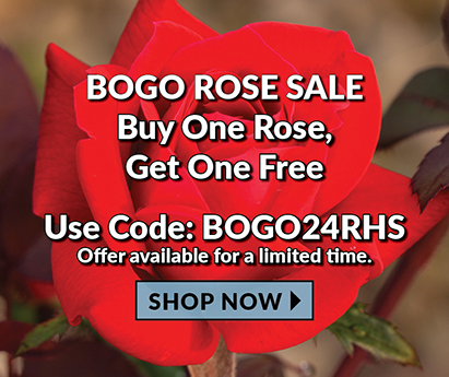 BOGO Rose Sale