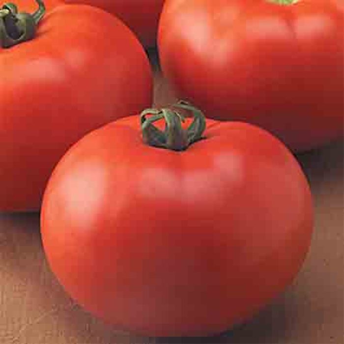 Old-Fashioned Goliath™ Hybrid Tomato