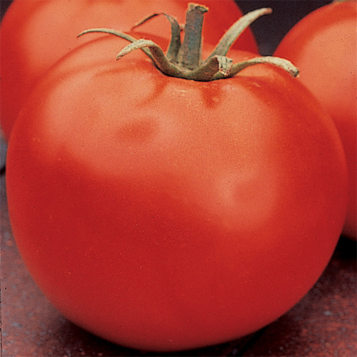 Celebrity Hybrid Tomato