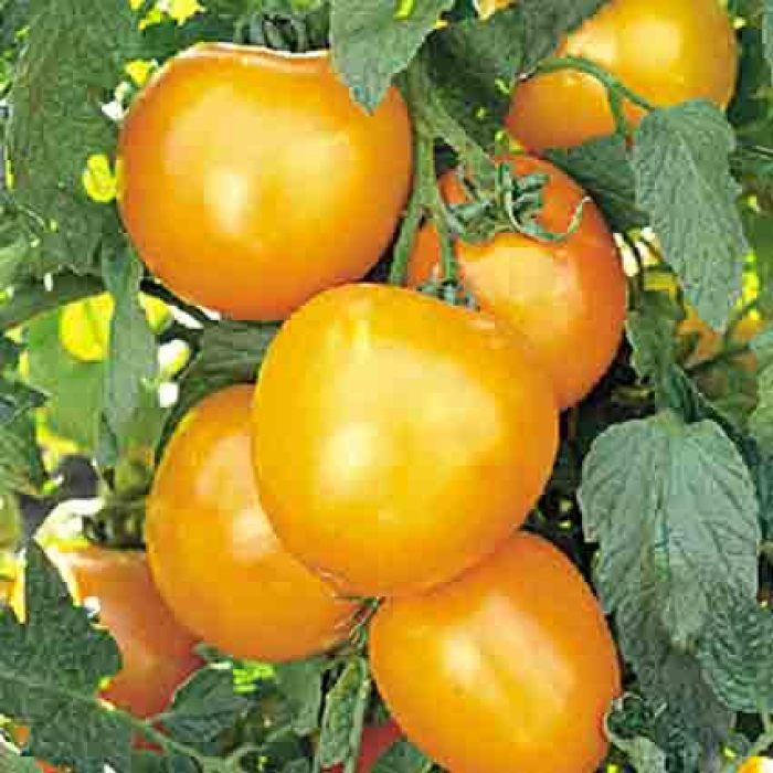 k109 tomato seeds large yellow croaker. esc. 150 seeds orange tomato old golden jubilee
