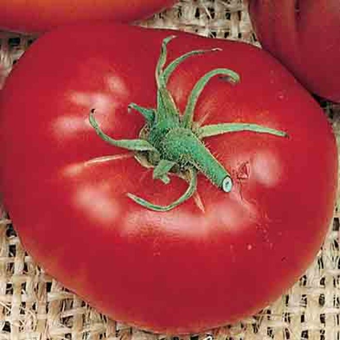 Red Brandywine Tomato