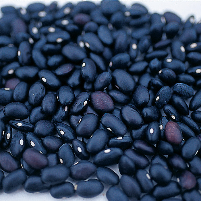 Black Turtle Bean Seeds For Planting - Heirloom Vegetable Seeds, COOL BEANS N SPROUTS Brand, Climbing Growth Habit, Full Sun