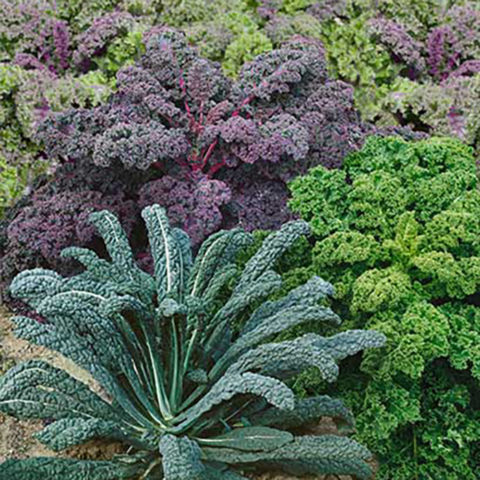 Garden Blend Kale