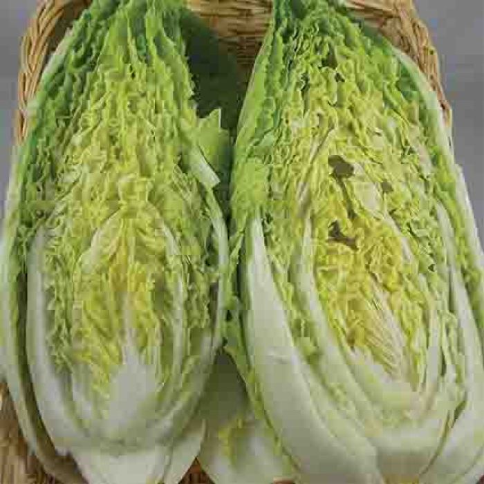 Napa Michihli Cabbage  Seeds