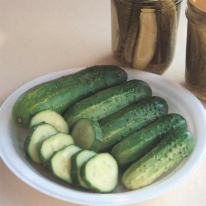 County Fair Improved  Hybrid Cucumber