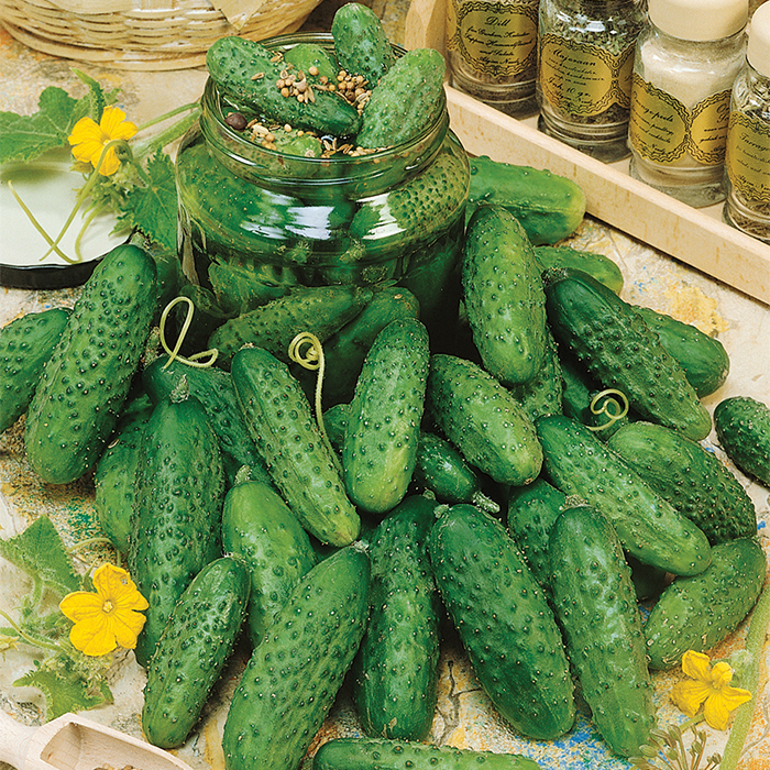 Picklers Pride Mix Cucumber