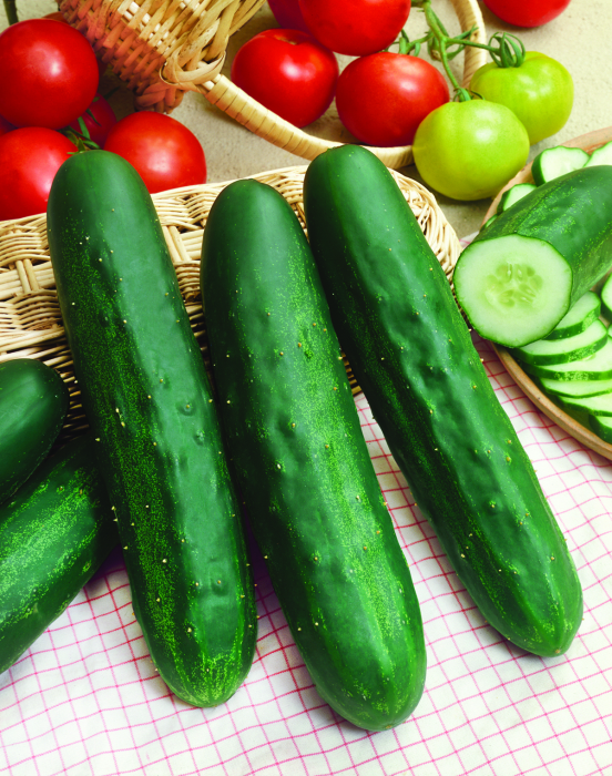 Improved Long Green Cucumber