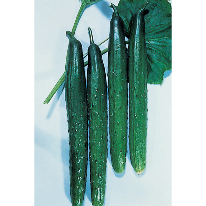 Tasty Green Hybrid Burpless Cucumber