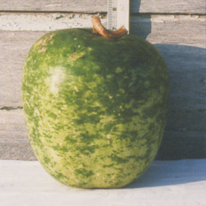 Speckled Apple Gourd