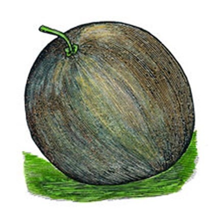 Bushel Gourd