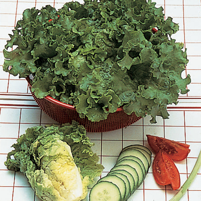 thumbnail image 2 of 600+ GREEN ICE Lettuce Seeds - Organic, Non-GMO - Little Seed Store - Easy Grow 2 of 6