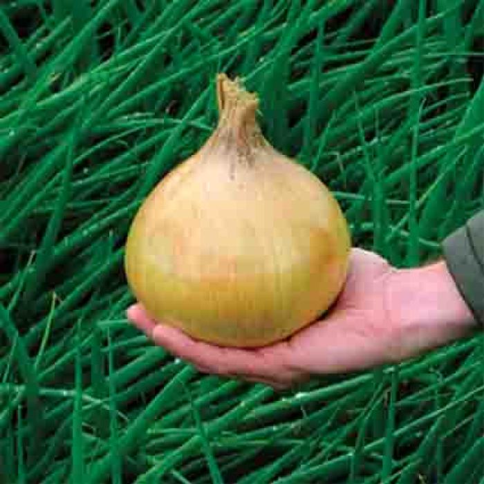 Ailsa Craig Giant Exhibition Onion