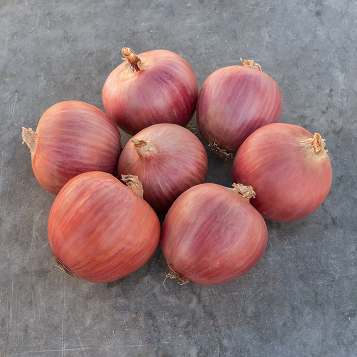 Blush Hybrid Onion