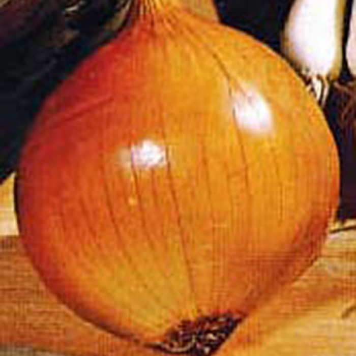 Walla Walla Sweet Onion