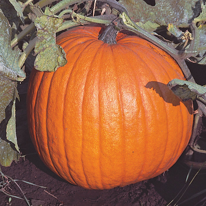 Connecticut Field Pumpkin