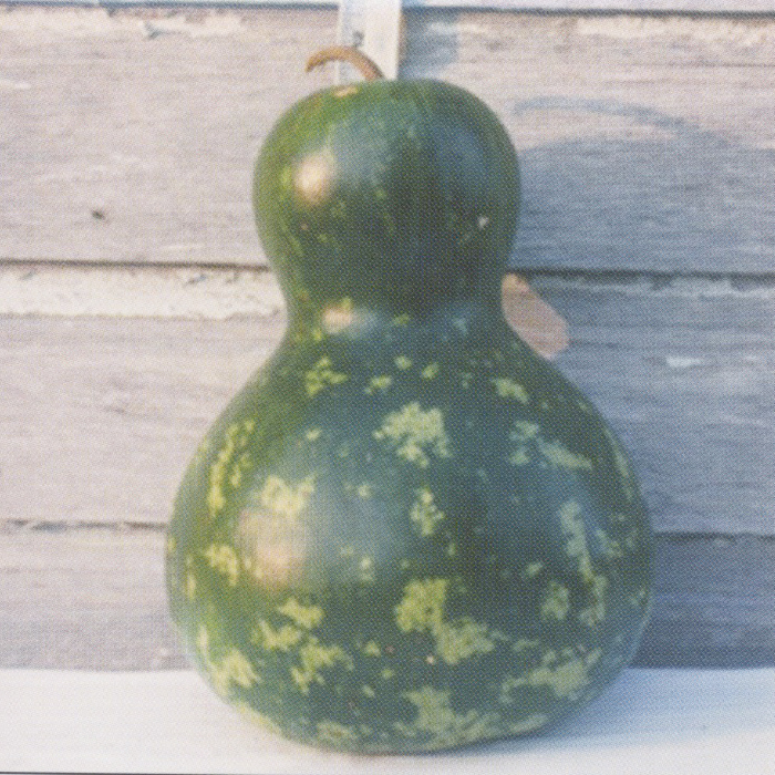Chinese Bottle Gourd