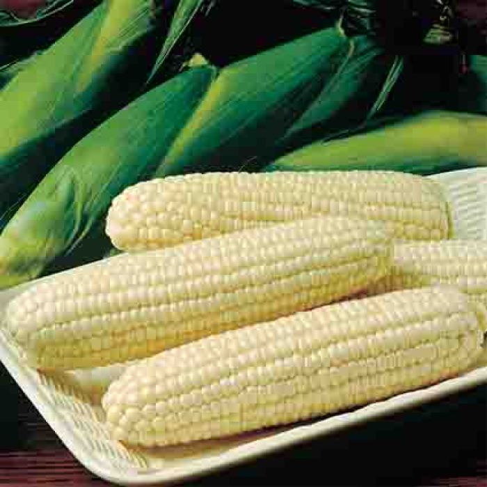 Frosty Hybrid Sweet Corn