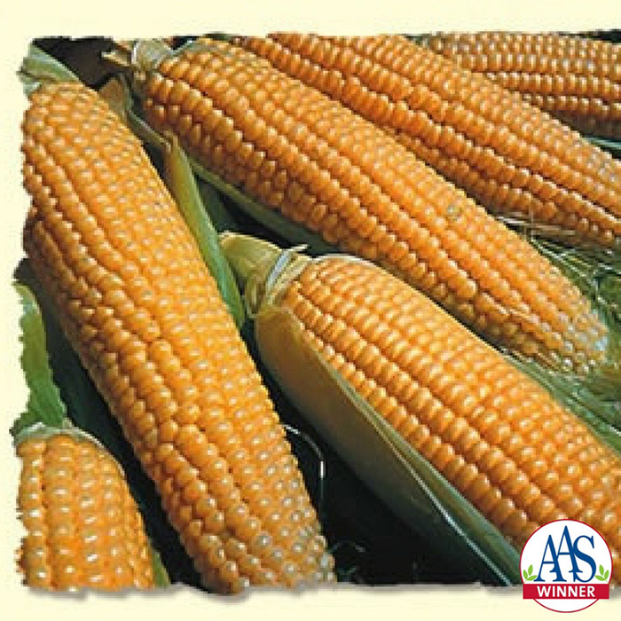Iochief Hybrid Sweet Corn
