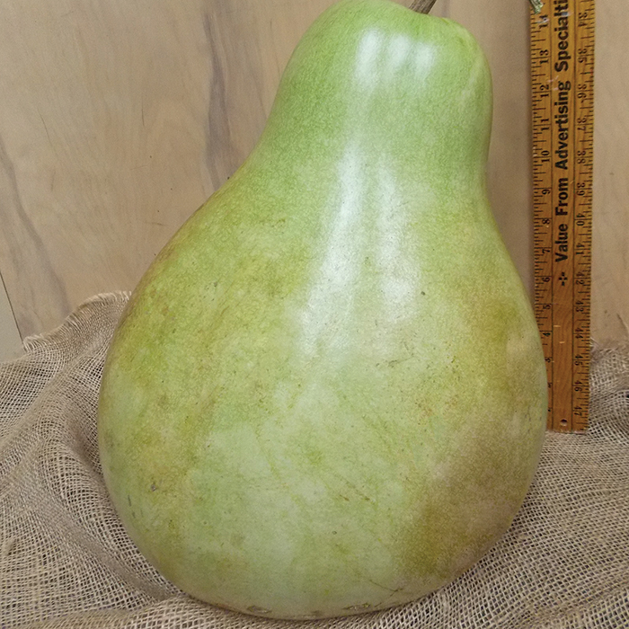 Giant Pear Gourd