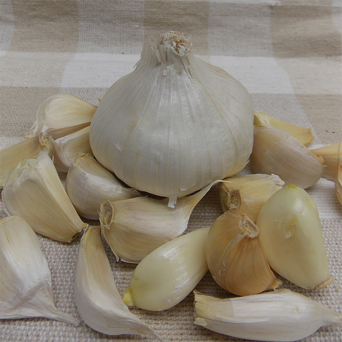 Italian Late Garlic