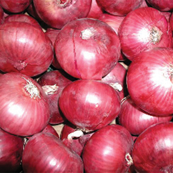 Red Candy Apple Hybrid Onion