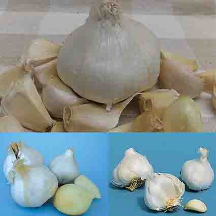 Garlic Lovers Bonanza