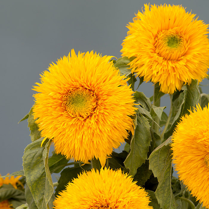 Double Sunking Helianthus Sunflower R H Shumway S Company