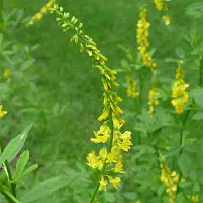 Yellow Blossom Sweet Clover