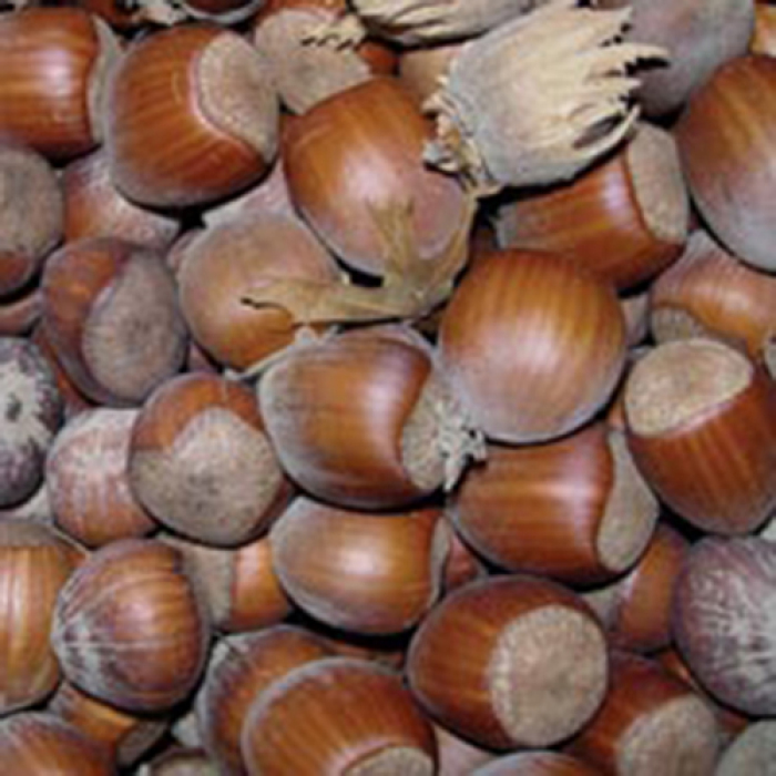 Jefferson European Hazelnuts