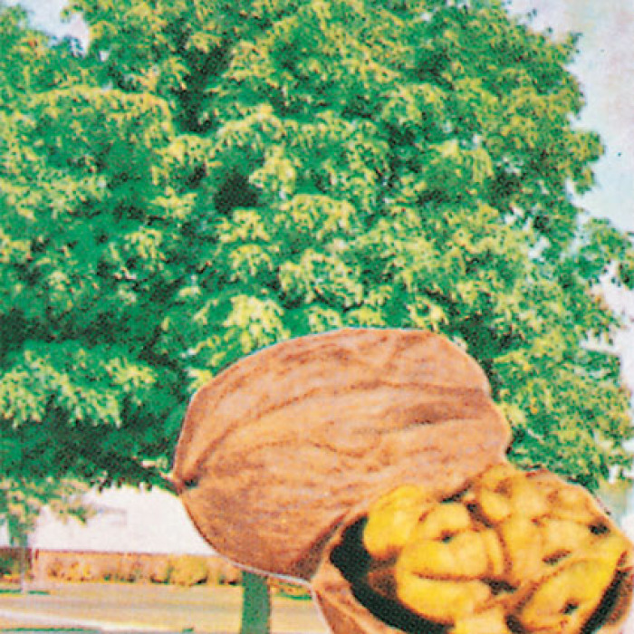 Carpathian English Type Walnut