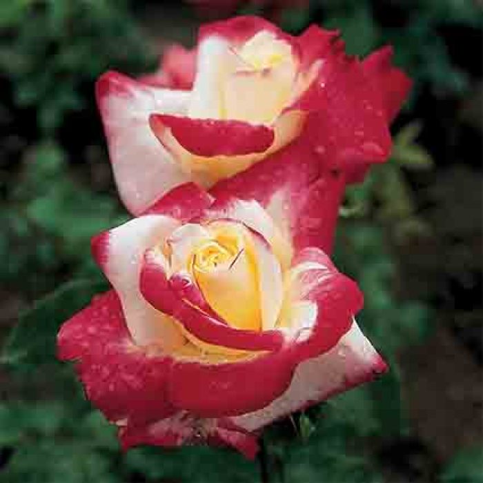 Double Delight Hybrid Tea Rose