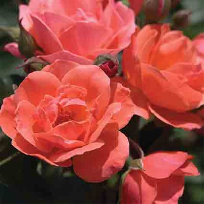 Coral Knock OutÂ® Rose, Flowering Shrubs