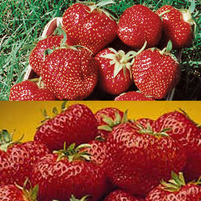 Strawberries Offer
