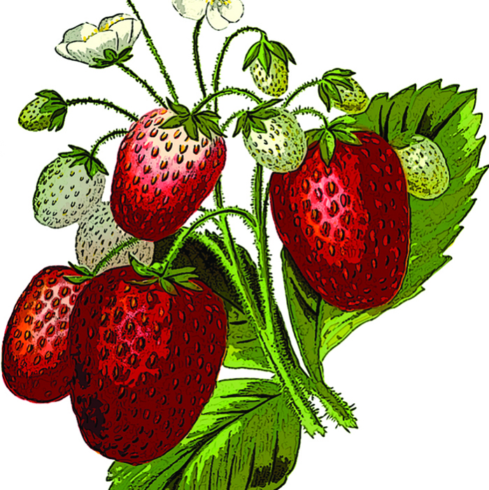 Illustration strawberry plant fragaria vesca hi-res stock photography and  images - Alamy