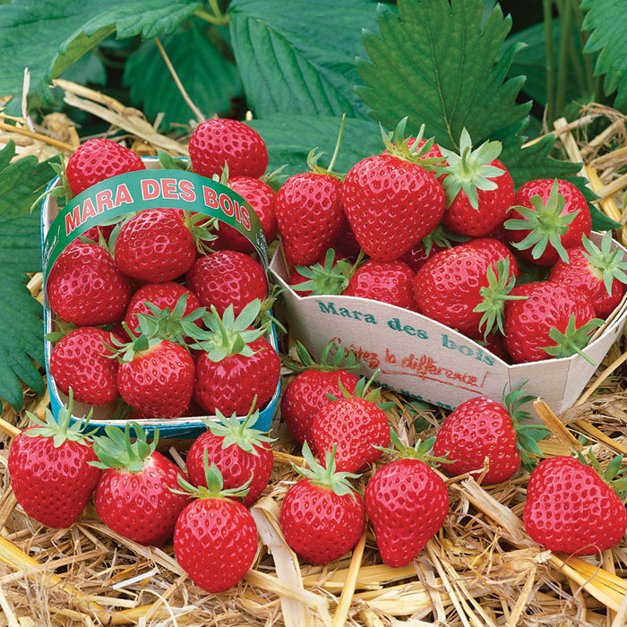 Mara Des Bois Strawberry