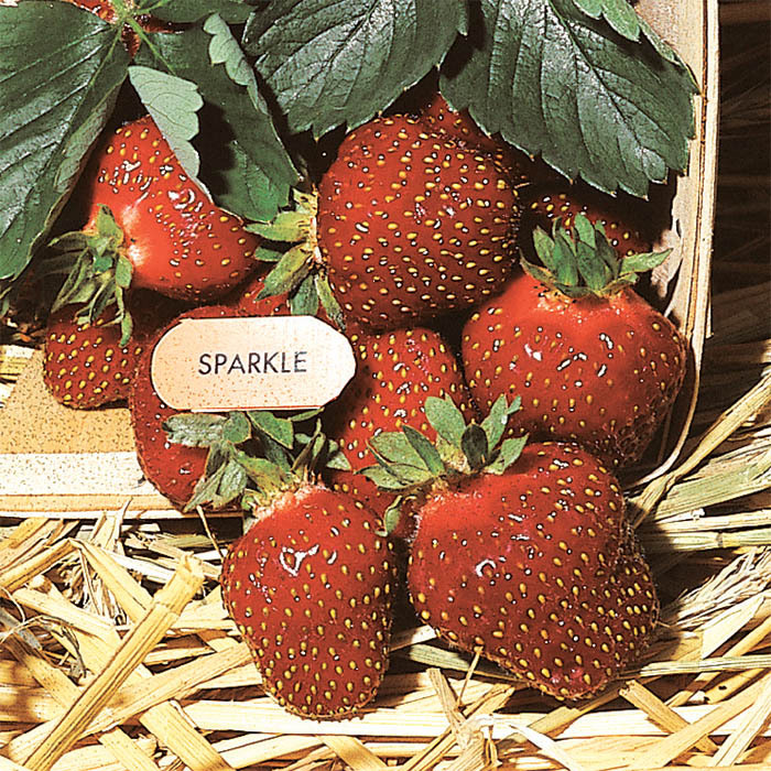 Sparkle Strawberry