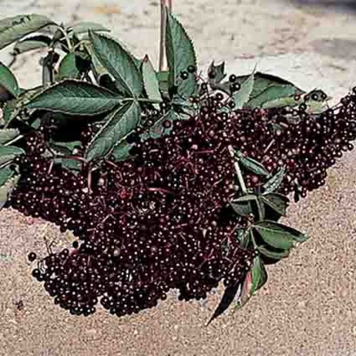 Elderberry Offer - 1 Each of 2 Varieties
