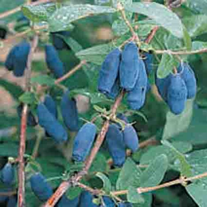 Blue Velvet Honeyberry
