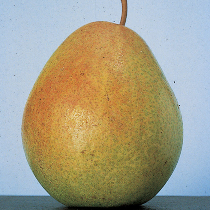 Standard Flemish Beauty Pear Tree
