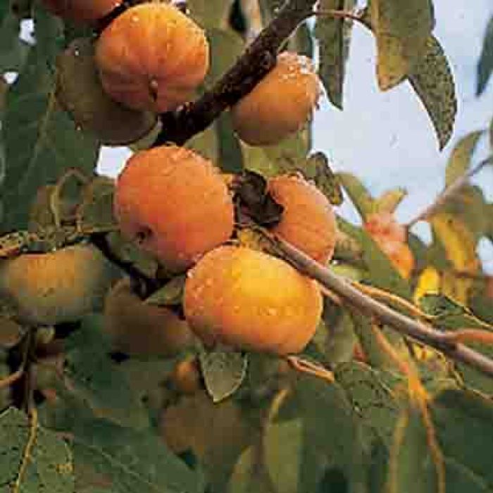 Meader Persimmon