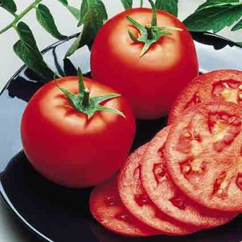 Bush Goliath Hybrid Tomato