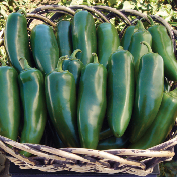 Pepper, Goliath&trade; Jalapeno Hybrid