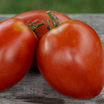 Tomato, Amish Paste&nbsp;