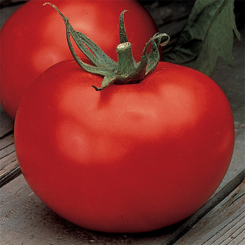 Better Boy Hybrid Tomato